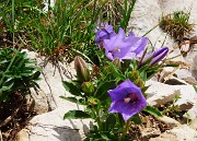 03 Campanula raineri (Campanula dell'arciduca) 